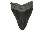 Fossil Megalodon Tooth - South Carolina #331517-1